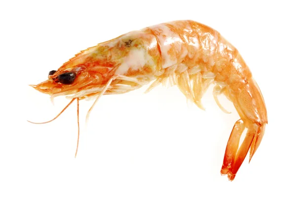 Сингл Red Shrimps — стоковое фото