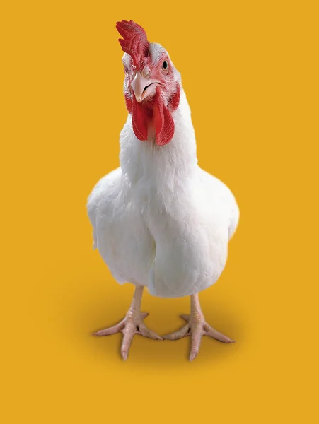 Potret Studio Ayam Putih — Stok Foto