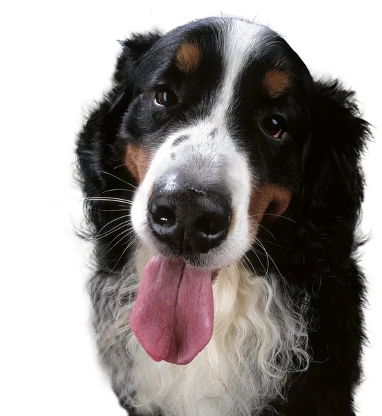 Volwassen Hond Met Een Vaste Look — Stockfoto