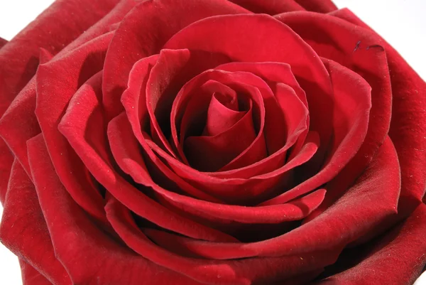 Die rote Rose — Stockfoto