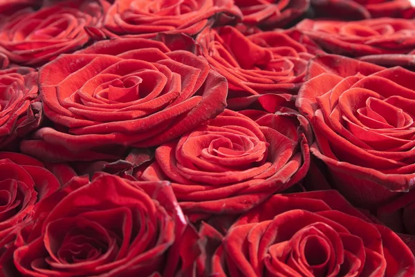 Röda rosor — Stockfoto
