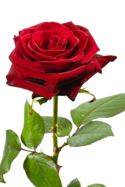 La rosa roja — Foto de Stock