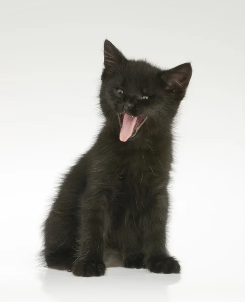 Smiling black kitten — Stock Photo, Image