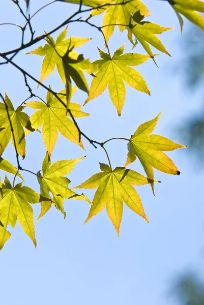 Кленовые Листья Ветке — стоковое фото