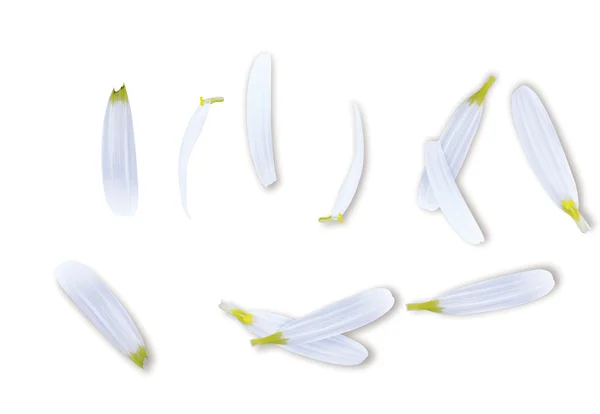 Das Gänseblümchen Blättert Auf Weiß — Stockfoto