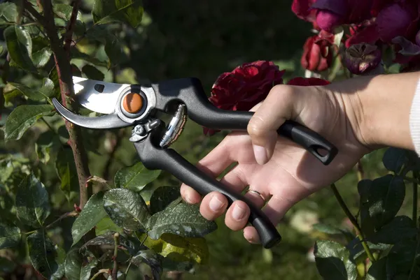 stock image The gardens scissors cutting the rose