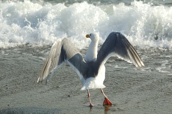 Seagull in frot of the wave — Stock Photo, Image