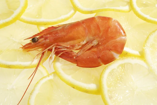 The Red Shrimps — Stock Photo, Image