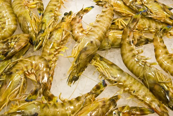The Fresh Shrimps — Stock Photo, Image