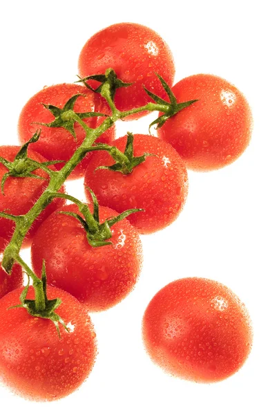 Kilka Pomidorów Zroszone Jeden Pojedynczy — Zdjęcie stockowe