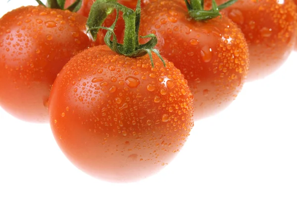 Росистой помидор — стоковое фото