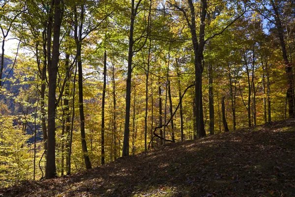 stock image Autumn forest