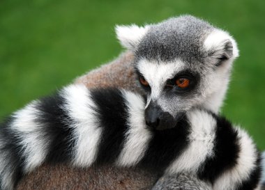 Beautiful view of lemur kaka animal in ZOO. clipart