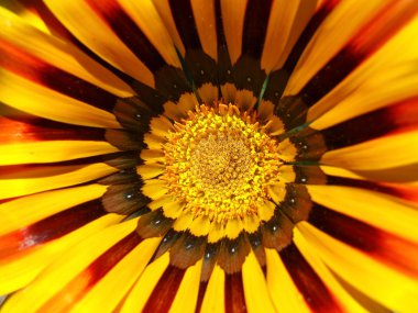 Gazania flower macro clipart