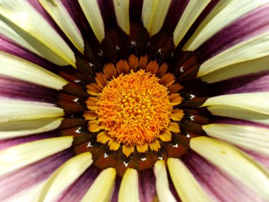 gazania çiçek makro