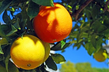 Orange tree with beautiful oranges clipart