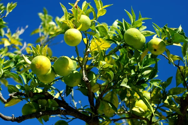 Лимонное дерево с красивыми лимонами — стоковое фото
