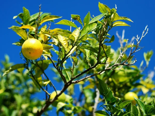 Lemon pohon dengan lemon yang indah — Stok Foto