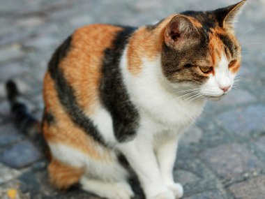 sokakta kaldırım üzerinde oturan kedi