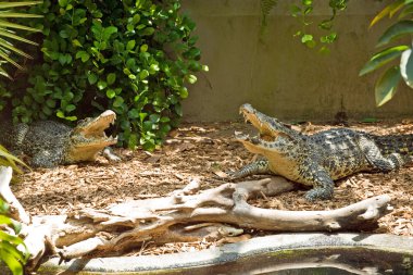 Big dangerous crocodiles waiting for a prey clipart