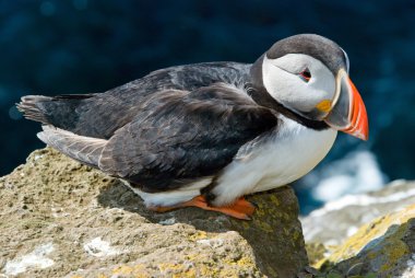 Beautiful puffin on the Iceland clipart