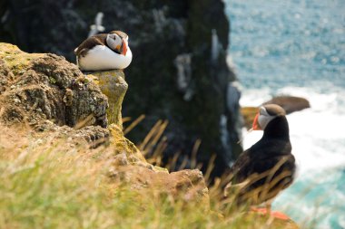 Beautiful puffins on the Iceland clipart