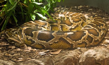 Boa constrictor coiled in terrarium clipart