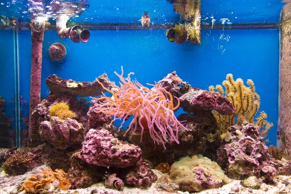 stock image Coral reef in aquarium