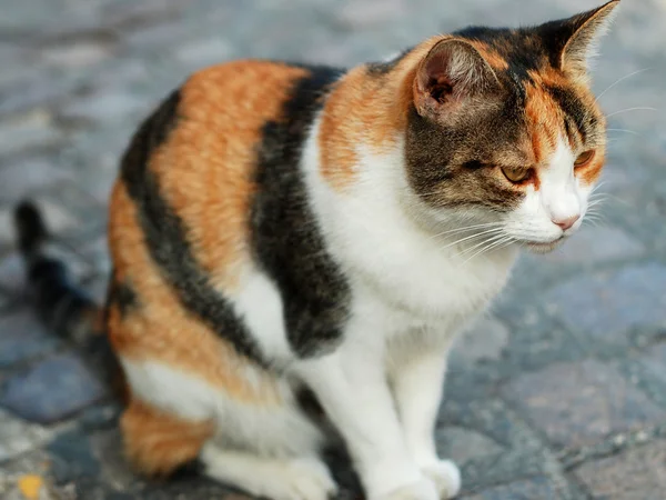 stock image Cat sitting on the street paving