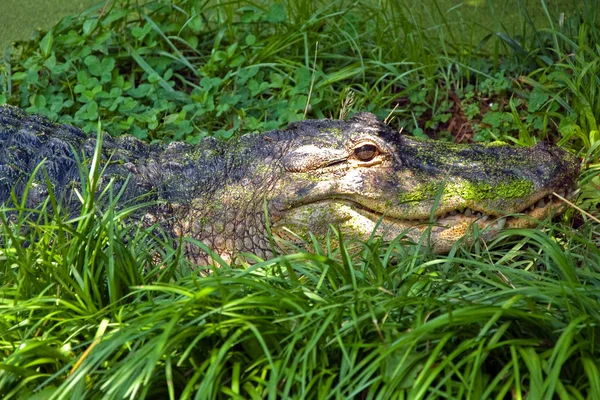 Wielki krokodyl niebezpieczne czeka na zdobycz — Zdjęcie stockowe