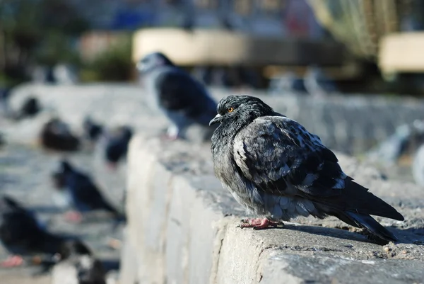 Stock image Pigeon