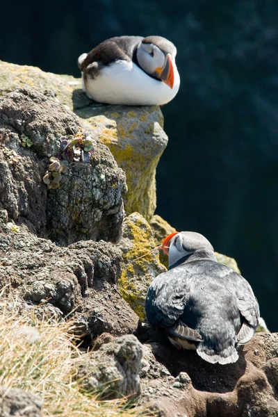 Beautiful puffins on the Iceland — Stock Photo, Image
