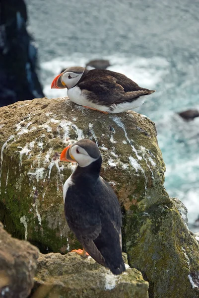 Beautiful puffins on the Iceland — Stock Photo, Image