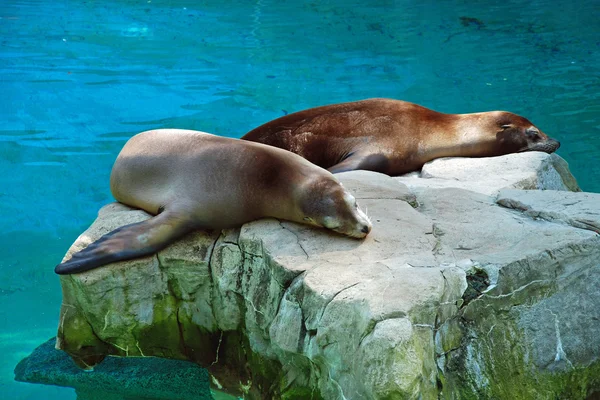 stock image Seals relaxing on the stone