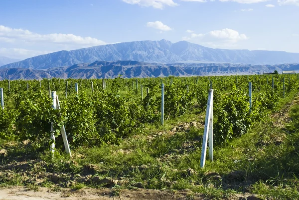 Виноградники на фоне гор. Туркменистан . — стоковое фото