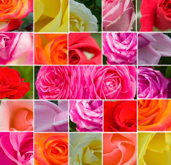 Fond de collage floral — Photo