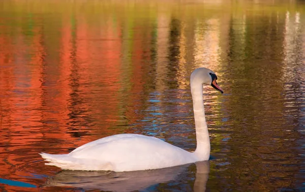 The swan in the river — Stock Photo, Image