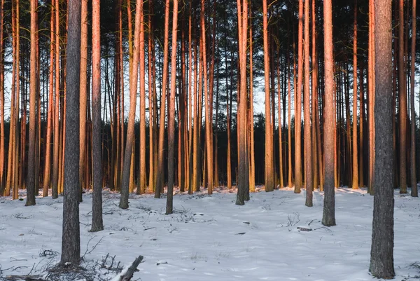 Bosque en el poland — Foto de Stock