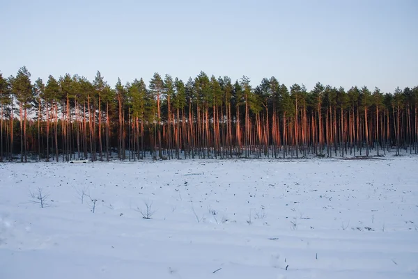 stock image Winter time in the poland