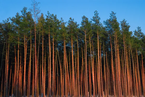 Wald im Polenland — Stockfoto