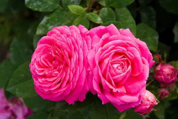 Twix roze rozen — Stockfoto