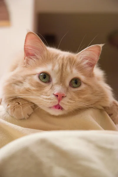 Couleur crème Norwegian Forest Cat — Photo
