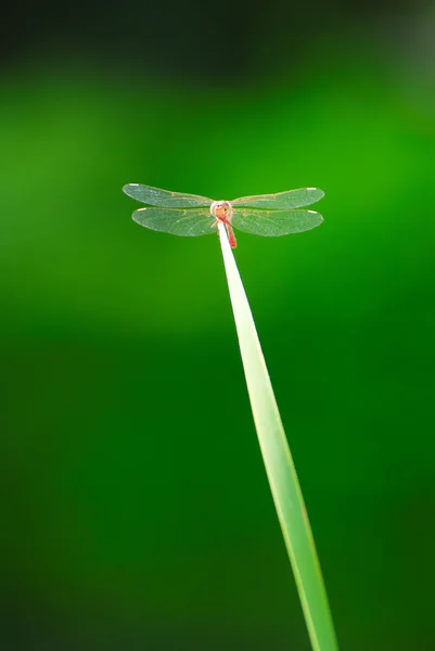 Insecto en la planta — Foto de Stock