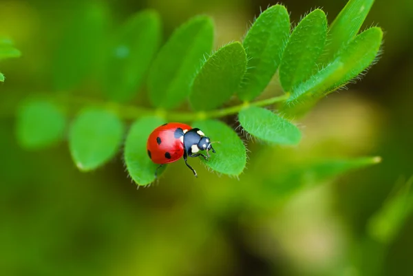 stock image Ladybug on a plant