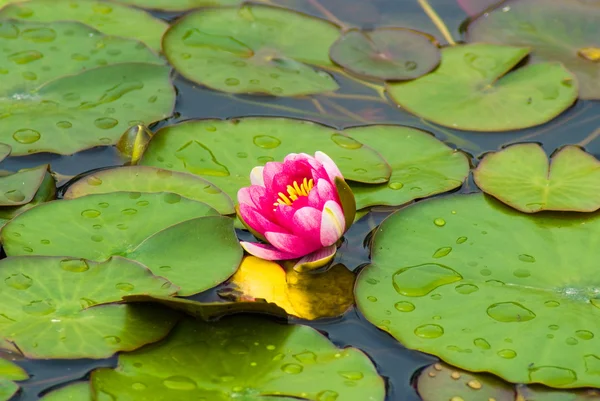 stock image Water lily