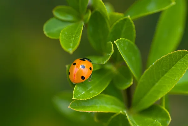 stock image Ladybug on a plant