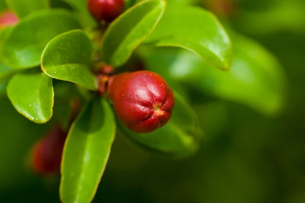 Pomegranate bud in green foliage on a natural background — Stock Photo, Image