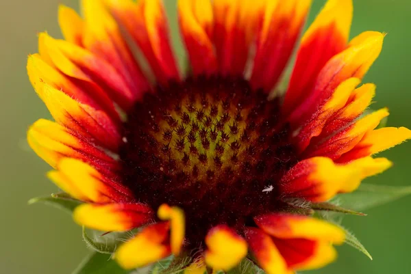 मोठ्या आकारात पिवळ्या फुलांसह लाल — स्टॉक फोटो, इमेज