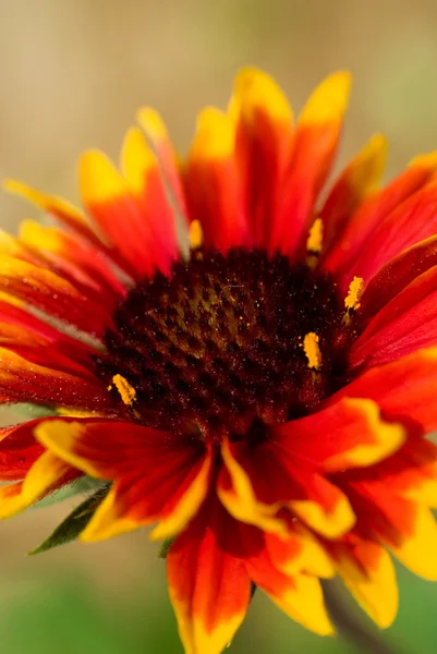Vermelho com uma flor amarela em um tamanho maior — Fotografia de Stock
