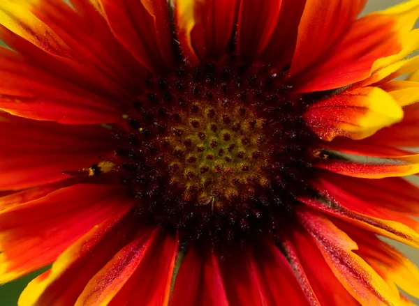 Röd med en gul blomma i större storlek — Stockfoto
